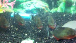 red belly piranhas feeding [upl. by Anaiq]