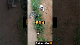 Playing kittens capersiancatcatlovershortsponnus [upl. by Julissa247]