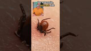 Faites attention aux tiques acarien animaux maladie lyme insectes [upl. by Aihseya368]