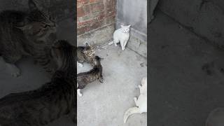 猫打起架来吓的俺都要退避三舍 cat’s fight catshorts catvideos [upl. by Luamaj]