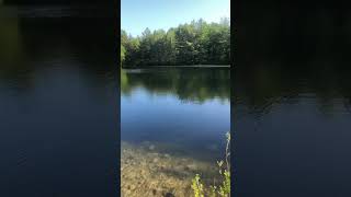 A beautiful day in Boxford State Forest outdoors summertime newengland forest [upl. by Nabla]