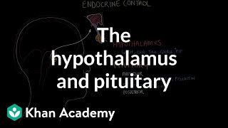 The hypothalamus and pituitary gland  Endocrine system physiology  NCLEXRN  Khan Academy [upl. by Olympias]