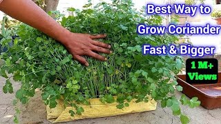 Right way to Grow coriander fast amp bigger at Home  Best Way To Grow Coriander [upl. by Ilrebma265]