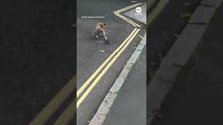 Fox battles it out with rat on London street [upl. by Edmanda]