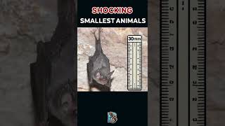 Unbelievable Animal Sizes – The Tiniest Creatures You Won’t Believe Exist [upl. by Sitruc]