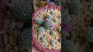 mammillaria vetula ssp gracilis CV Roi baudoin yonniux [upl. by Ierna]