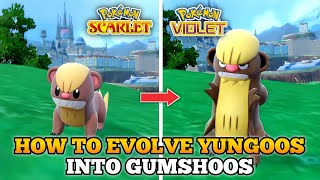 How To Evolve Yungoos Into Gumshoos In Pokemon Scarlet and Violet [upl. by Eilesor]