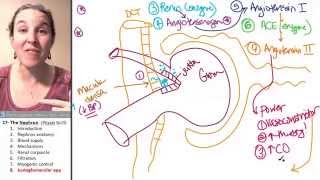 Nephron 8 Juxtaglomerular apparatus [upl. by Nosyaj]