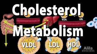 Cholesterol Metabolism LDL HDL and other Lipoproteins Animation [upl. by Bakemeier667]