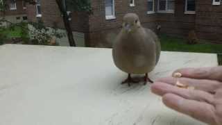 How I Did Domesticate a Mourning Dove in Few MinutesHD [upl. by Marget542]