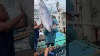 Hoisting a MASSIVE Bluefin Tuna from the Boat 🐟💪 BigCatch SeaAdventure BluefinTuna [upl. by Aserehs848]