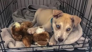 Puppy Gets Returned For 11th Time To Shelter Then Staff Realizes Why [upl. by Latreece211]