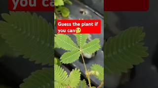 Guess the plant if you can [upl. by Ailb]