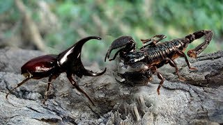 Scorpion vs beetle  Who will be the winner  Scorpion hunting beetle [upl. by Gae]