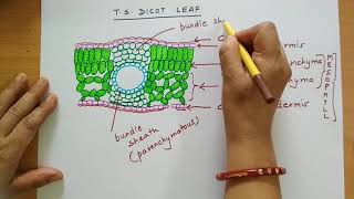 anatomydicotleafvsdorsiventralleaf Anatomy of a Dicot leafDorsiventral leaf internal structure [upl. by Bradley]