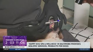 Happy Dog Spa and Wellness is using a holistic approach to dog teeth cleaning [upl. by Neimad]