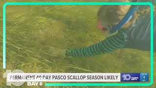 FWC staff formally recommend 40day scalloping season in Pasco County [upl. by Platt]