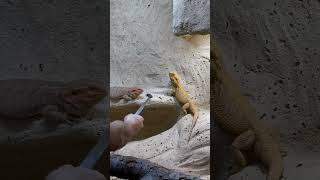 Nourrissage des pogonas reptiles pogona [upl. by Aydni]