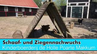 Schaaf und Ziegennachwuchs  Kinderboerderij de Holle Poarte [upl. by Sitelc]