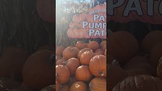 Pas Pumpkin Patch in Lakewood open now 🎃 [upl. by Norword]