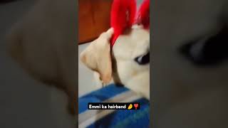 Emmi ka hairband kesa laga dosto ❣️minivlog vlogdoglover labrador viralshorts emmi dogowner [upl. by Habeh]