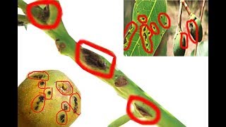 METHOD TO TREAT BACTERIAL BLACK SPOT DISEASE OF MANGO Xanthomonas campestris  PART 1 [upl. by Fagen]