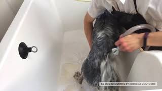 doggrooming englishsetter Dog Grooming UK  K9 Dog Grooming By Rebecca Goutorbe Derbyshire Uk [upl. by Ifill]