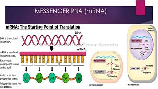 Ribonucleic Acid RNA  Types of RNA  mRNA  rRNA tRNA  Eukaryotic and Prokaryotic transcription [upl. by Shelli24]