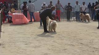 Imported and Champion Chow Chow Dogs  Patiala Dog Show  About Chow Chow Dog [upl. by Aneis]