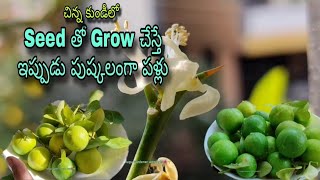 చిన్నకుండీలో నిమ్మ చెట్టు Seedతో Grow చేస్తే ఇప్పుడు పుష్కలంగా పళ్లుTelugu Gardener with Artslemon [upl. by Kirre758]