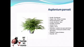 Fiche technique Asplenium parvati Plante dintérieur [upl. by Dyanne978]