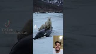 Urso Polar capturou uma Orca no gelo CLICKBAIT [upl. by Pulchia983]