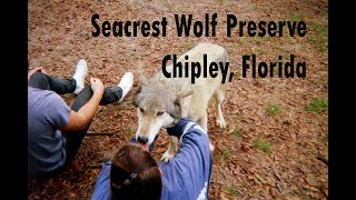 Seacrest Wolf Preserve Chipley Florida RV Life Fulltime Lifestyle Travel RV Couple Big Truck [upl. by Knudson673]