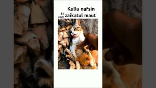 Kullu nafsin zaikatul maut quran Abdul Rahman Mossad quran youtubeshorts viralvideo [upl. by Enyawad]