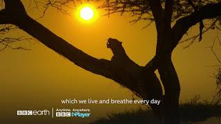 Serengeti II  BBC Earth  BBC Player [upl. by Ahsaele929]