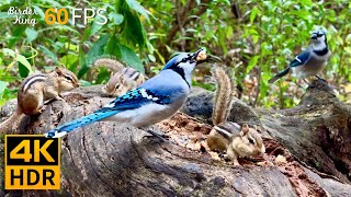 Cat TV for Cats to Watch 😺 Birds vs Chipmunks A Day in the Wild 🐿 8 Hours 4K HDR 60FPS [upl. by Derron]