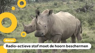 Is dit de manier om neushoornstropers te stoppen [upl. by Ehcor268]