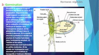 S5 Croissance et développement des plantes  Roles des hormones II 44 [upl. by Naihtniroc]