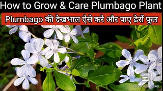 How to Grow and Care Plumbago Plant  Best Summer Flowering Plant Plumbago की देखभाल ऐसे करे [upl. by Enneyehs]