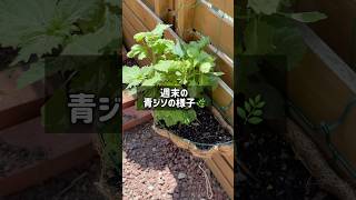 青ジソの勝ちパターン🏅 ベランダ菜園 プランター菜園 家庭菜園 gardening shorts 青じそ栽培 [upl. by Ymiaj]