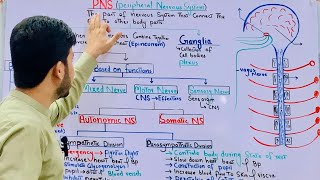 Peripheral Nervous system class 12 CNS Sympathetic and Parasympathetic nervous system MDCAT bio [upl. by Annaihr]