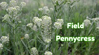 Field Pennycress Is Edible Wild Food [upl. by Pincus]