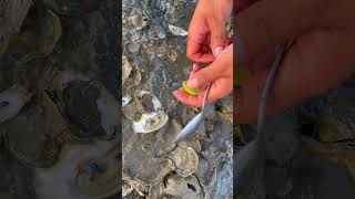 Oyster Picking Adventure – Can We Find the Freshest Oysters viralvideo 100kviews [upl. by Paine]