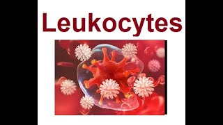 Leukocytes structure and functions  2024 [upl. by Arim325]