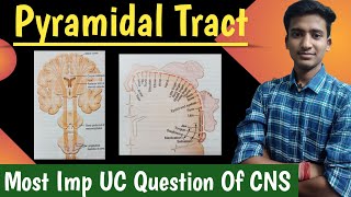 The Pyramidal or Corticospinal TractCNS  Physiology in hindi  by Ashish Agrawal [upl. by Kra]