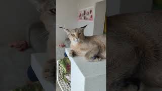 Каракет Зита  шеф повар утренних завтраков каракал cat caracal animals caracat kitten [upl. by Nona]