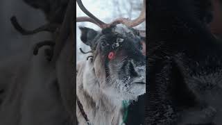 Reindeer noses really do glow red animalshorts rudolph reindeer holidays naturepbs [upl. by Launce]