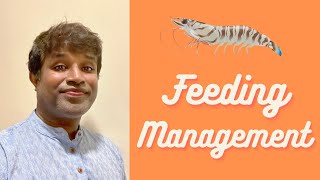 How to Feed Vannamei Shrimps in Biofloc System  Shrimp Feeding Management Guidelines [upl. by Allets833]