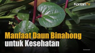 Cek Ragam Manfaat Daun Binahong untuk Kesehatan  KONTAN Info Sehat [upl. by Nance]