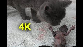 Pregnant cat giving birth to 3 kittens 2018  4K [upl. by Annoel]